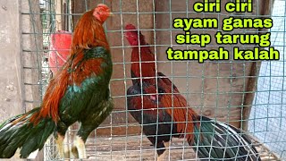 Ciri-ciri ayam Bangkok yang ganas siap tarung
