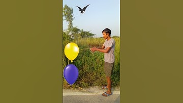 Funny vfx birds name new magic | Kinemaster editing | Vfxgaurav