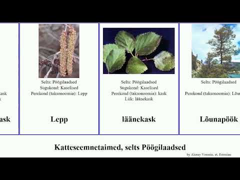 Video: Sarapuupähklipuu tolmeldamine: sarapuupähklite tolmeldamine koduaias