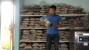 Bán cây an xoa - an xoa chữa các bệnh về gan