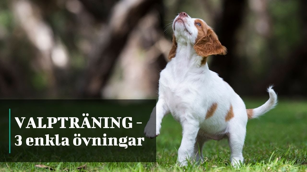 VALPTRÄNING   3 enkla övningar Hundprat