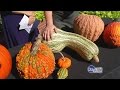 Pumpkin Varieties