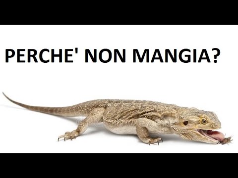 Video: Perché Il Pappagallo Non Mangia?