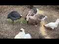 Curiosidades de mis Guineas, Ocas, Gallos y Gallinas