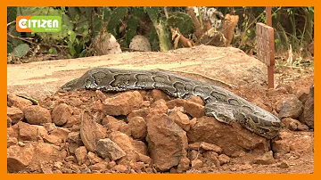 Residents of Baringo shocked as python appears after the burial of a snake charmer