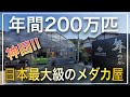 『神ショップ』年間200万匹飼育する舞めだかさんの直売所が凄すぎた!!日本トップクラスのメダカが大量‼ 改良めだか aquarium アクアリウム メダカ 植物
