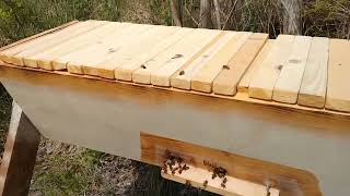 Bees relocated by MR outdoor variety 16 views 1 month ago 1 minute, 8 seconds