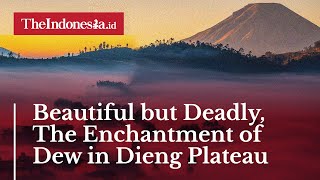 Beautiful but Deadly, The Enchantment of Dew in Dieng Plateau
