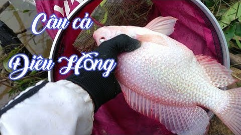 CÂU CÁ SUỐI - đụng bầy cá Điêu Hồng ăn mạnh giật liên tục @ TS . go Fishing TV .