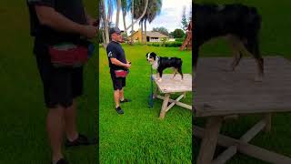 How to Teach Focus Command with Australian Shepherd