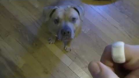 Intro to Clicker Training - Part 1