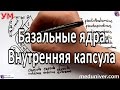 Базальные ядра. Внутренняя капсула. - meduniver.com