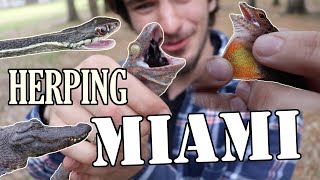 HERPING The Florida EVERGLADES Episode 4: Gator Reunion