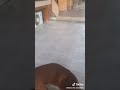كوفو اكتر كلب محترم 