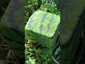 Square Watermelon From Japan Squarewatermelon Watermelon Square Watermelon From Japan Squarewatermelon Watermelon