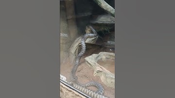 Black headed python #shortvideo #shortsviral #python #snake #short #shorts #fypyoutube #fyp