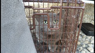 Come trapping with me! - And a couple surprises! by Catville TNR 1,272 views 11 months ago 15 minutes