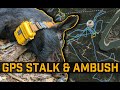 GPS Tracking Feral Hogs, and  ambushing them where they sleep! | Judas Hog/Pig