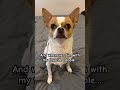 Favorite place 🧡🧡 #cute #funny #shorts #chihuahua #pets #dog