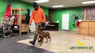 Rear End Awareness with a Malinois | Grassroots K9
