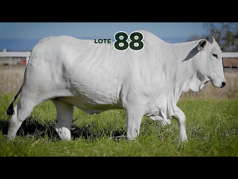 LOTE 88