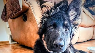 Adorable Puppy Play #youtube #family