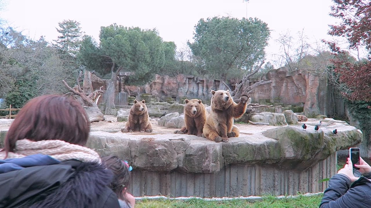Madrid Zoo - Canon G7X Video By Harry Bristow