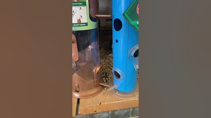 🐈 🐈‍⬛ are in full Terminator mode for the 🐀’s #viral #trending #cat #cats #epic #fire #raid