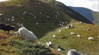 Video voorbeeld van "Penguin Cafe Orchestra - Beanfields"