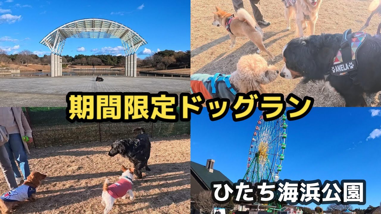 期間限定ドッグランで大はしゃぎする大型犬【ひたち海浜公園】