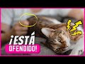 Si Haces Eso, Tu Gato Se Sentirá MUY Ofendido