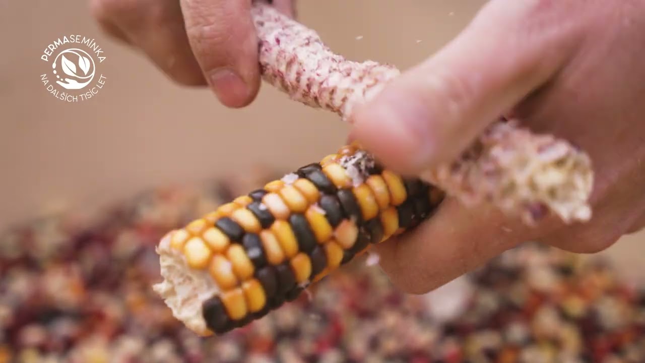 Kukuřice Malované hory  - pěstování, sklizeň, využití