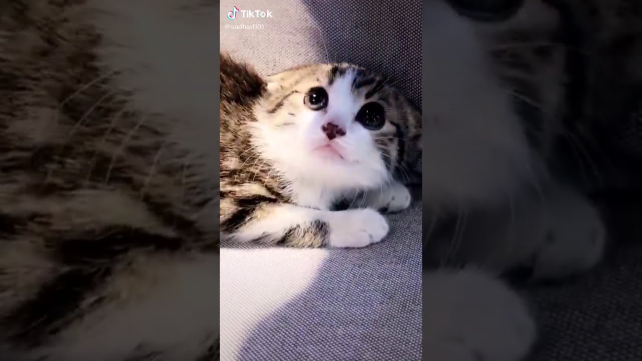 Funny cute animals dogs and cats #3 / Śmieszne słodkie zwierzęta psy i