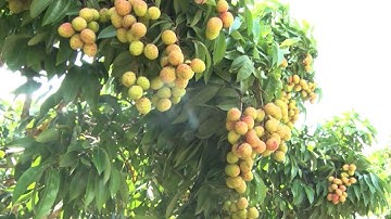 Vải thiều sớm của huyện Tân Yên tiêu thụ thuận lợi