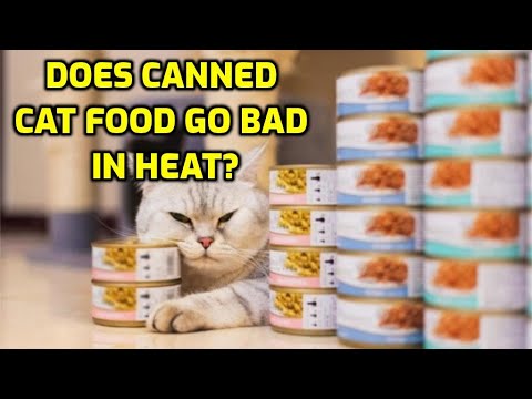 Does Canned Cat Food Go Bad in Heat? 2