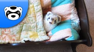 Baby Ferret Gets Rocked to Sleep — Rock the Cradle of Fuzz — So Cute!