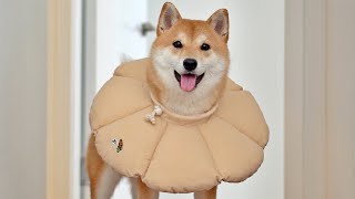 A SHIBA INU FLOWER