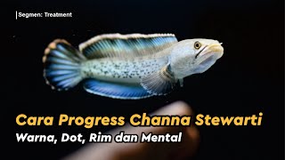 Cara memprogress Channa Stewarti