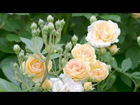 Lieblingsrose Ghislaine de Felingonde im Rosengarten