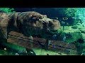 Бегемоты под водой - Funny Animals