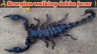 Scorpion Ka Walking