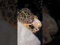 カエル ヒヨコ丸飲み