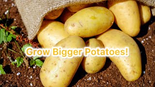 Don’t Grow Potatoes Without Watching This First!