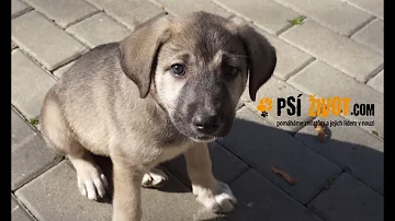 Jak chránit psa před průjemem?