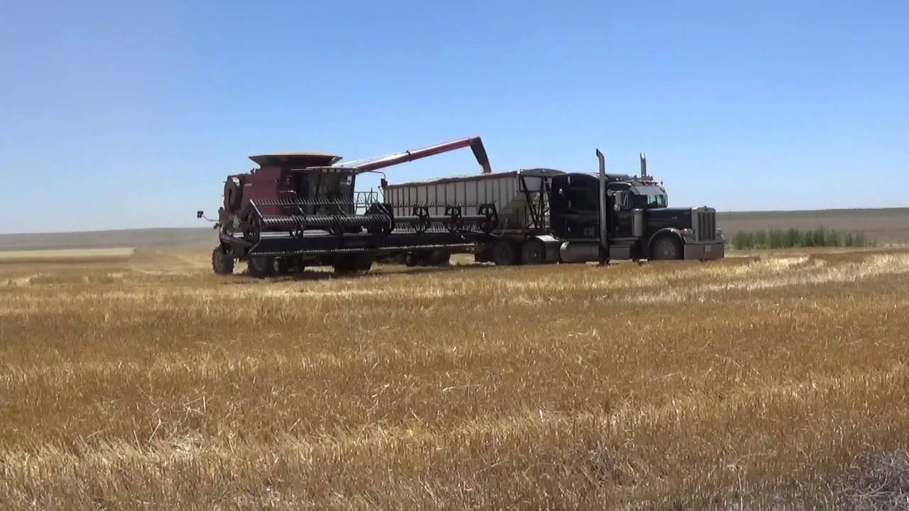 Wheat Harvest near Haxtun Colorado July 2016 YouTube