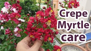 Growing Crepe Myrtle. Crape Myrtle Plant Care || Furush | Jarul