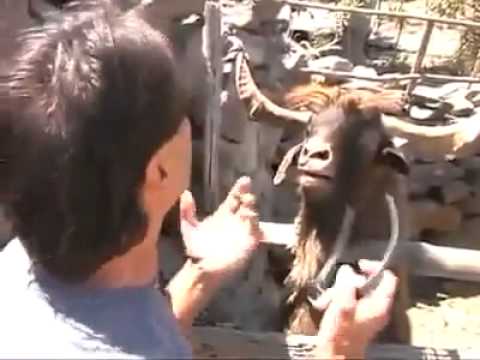 مضحك جدا جدا تيس ابن تيس D