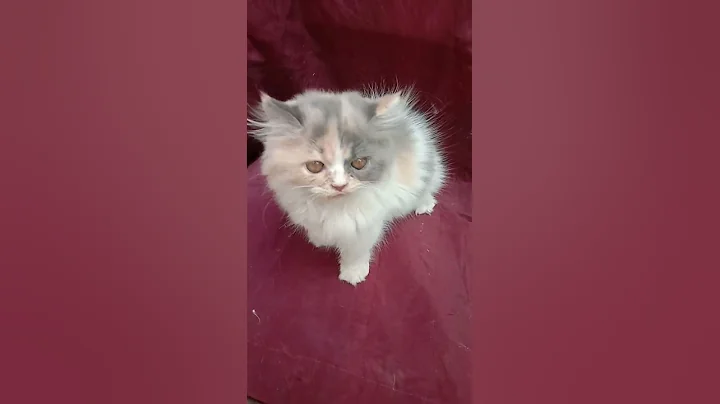 Watch the video about Beautiful fluffy cutecats calico Persian kittens | Available in Mumbai |Book now WhatsApp📞6392929085