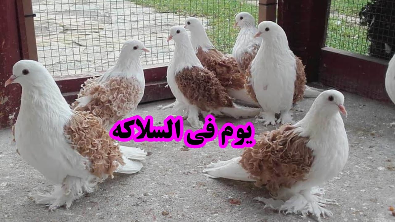 يوم في السلاكه هتشوف كل الحمام عندي وتعرف متوسط أسعار كل نوع 👌👌