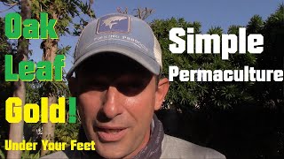 How To Use Oak Leaves to Turbo Charge the Permaculture In Your Back Yard